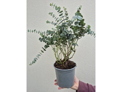 Eucalyptus pulverulenta ‘Baby Blue’