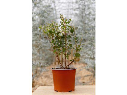 Eucalyptus websteriana - Botanic Hearts