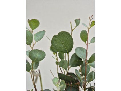 Eucalyptus websteriana - Botanic Hearts