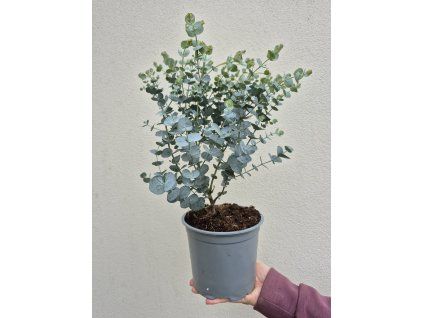 Eukalyptus gunnii 'Azura'