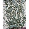 Eukalyptus gunnii 'Azura'