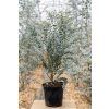 Eukalyptus gunnii 'Azura'