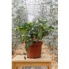 Eucalyptus cinerea