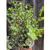 Eucalyptus parvifolia