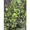 Eucalyptus parvifolia