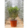 Eucalyptus parvifolia