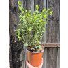 Eucalyptus parvifolia
