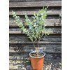 Eukalyptus gunnii 'Azura' - doprodej