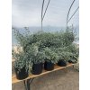 Sazenice Eukaliptus cinerea