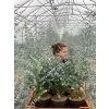 Eukalyptus gunnii 'Azura'