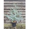 Eukalyptus gunnii 'Azura'