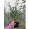 Eukalyptus gunnii 'Azura' – sazenice v kontejneru 2,4 l (cca 30 cm) PŘEDOBJEDNÁVKA
