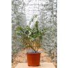 Eucalyptus pulverulenta ‘Baby Blue’