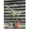 Eucalyptus pulverulenta ‘Baby Blue’