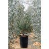 Eukalyptus gunnii 'Azura' - sazenice cca 80 cm
