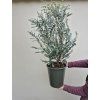 Eukalyptus gunnii 'Azura' - sazenice cca 80 cm