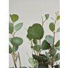 Eucalyptus websteriana - Botanic Hearts