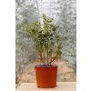 Eucalyptus websteriana - Botanic Hearts