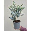 Eukalyptus gunnii 'Azura'