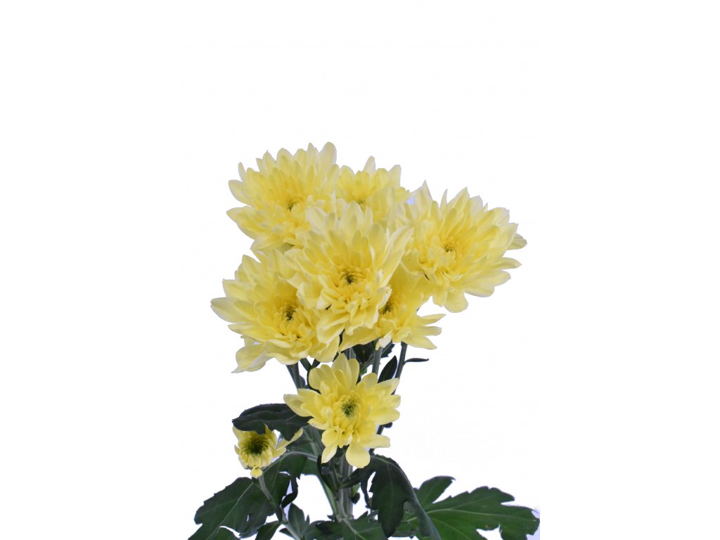 Chrysanthema