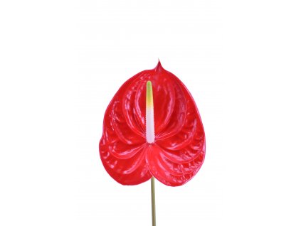 Anthurium