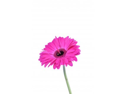 Gerbera