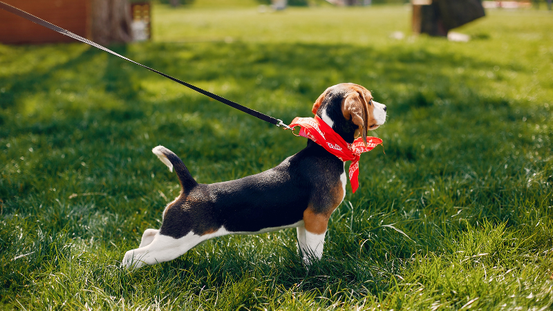Tahání na vodítku: příčiny a řešení podle typu psa
