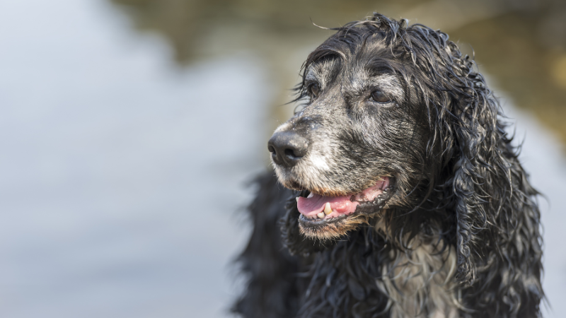 Výživa psích seniorů: změny metabolismu a jak jim přizpůsobit krmný režim