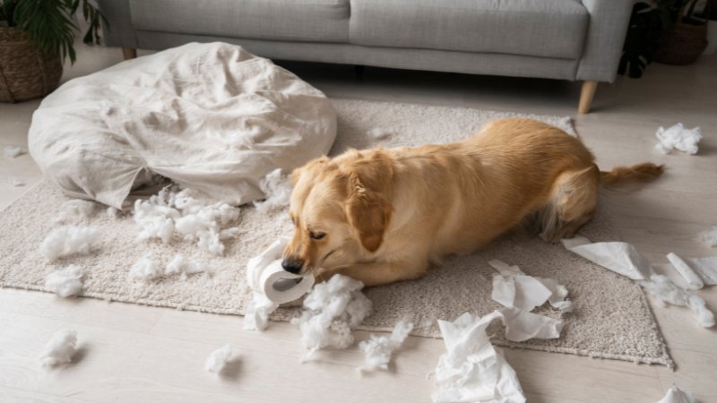 Proč pes ničí věci a jak tento problém skutečně vyřešit