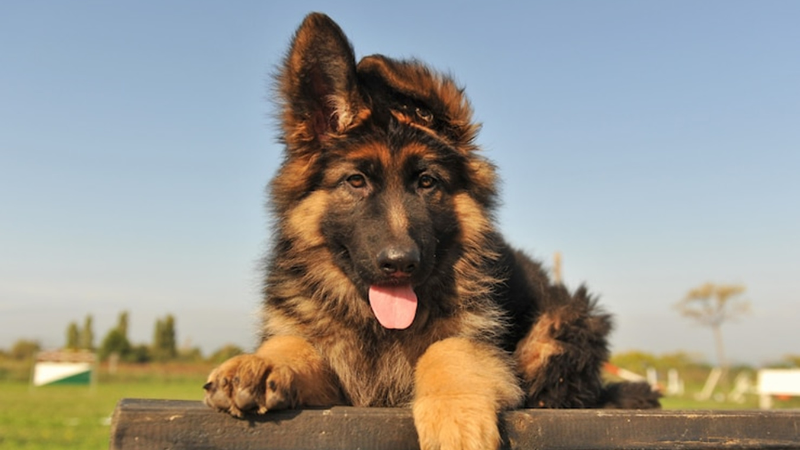 Proč a jak nejlépe chránit psa proti klíšťatům a blechám?