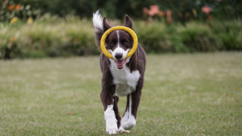 Jak naučit psa spolehlivé přivolání – krok za krokem