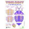 trilobit violet