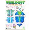 trilobit blue