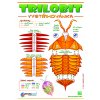 trilobit orange