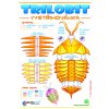 trilobit yellow
