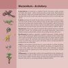 druhohory 1