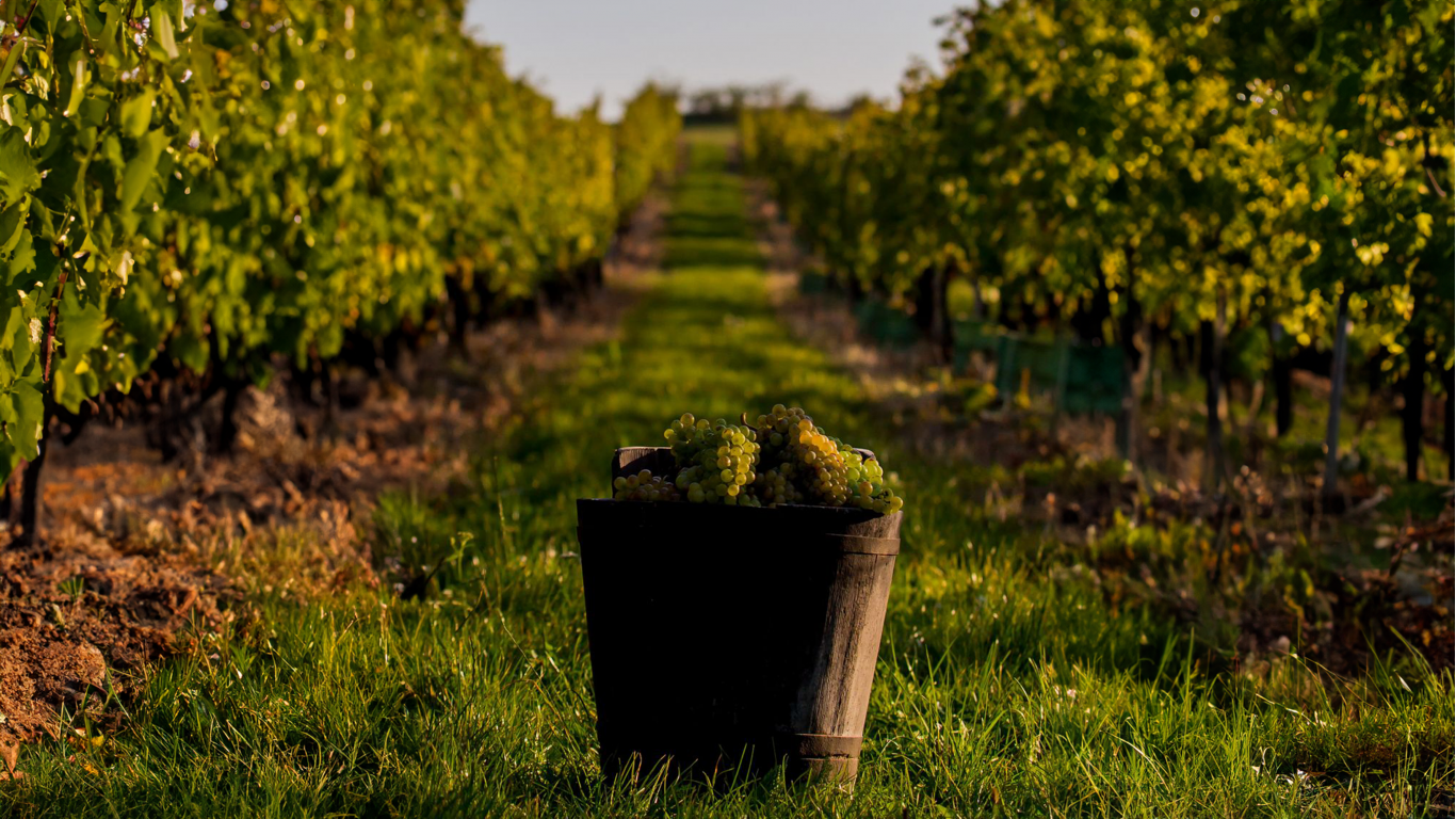 Oslavujeme odrodu Furmint