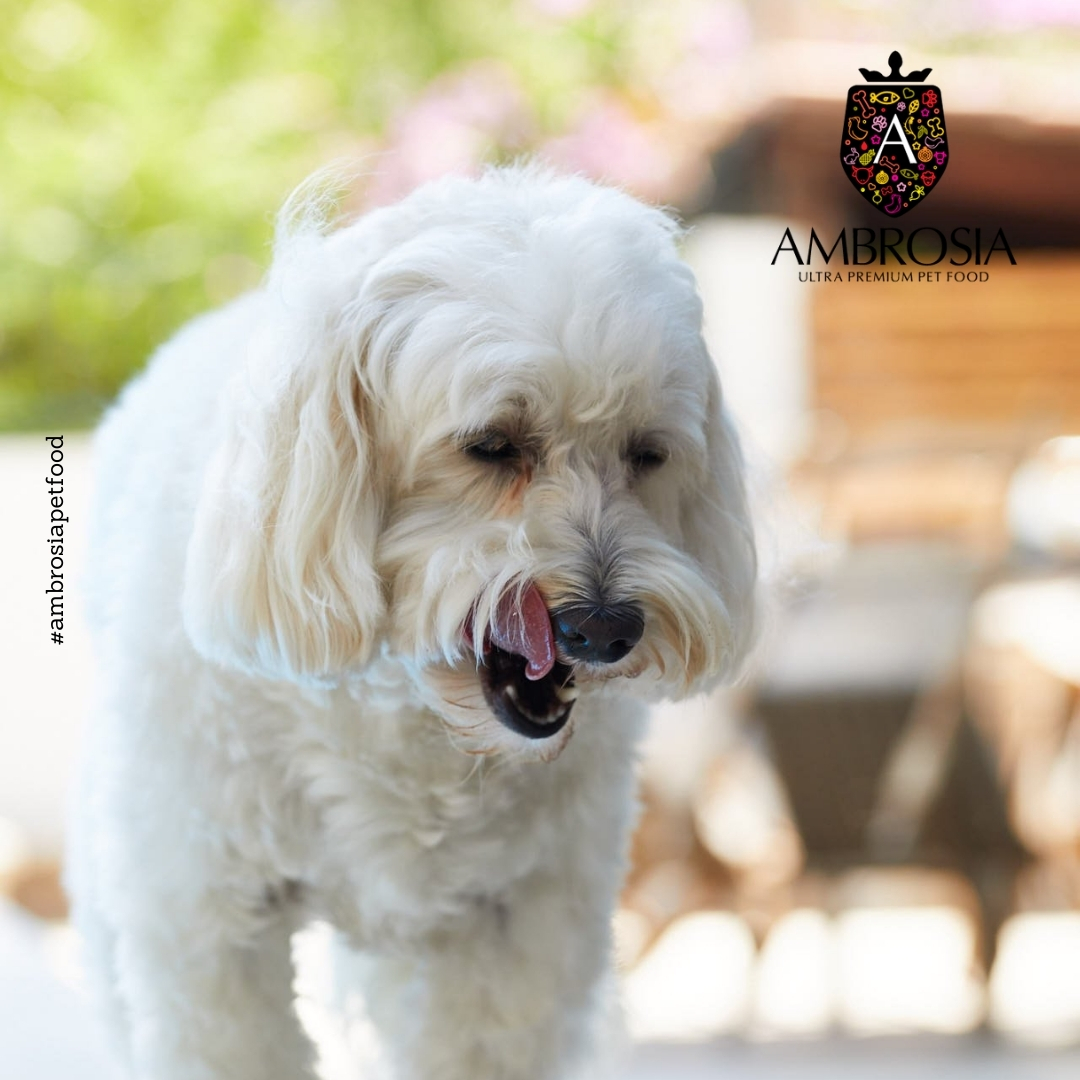 Jak vybrat správné krmivo pro starší psy