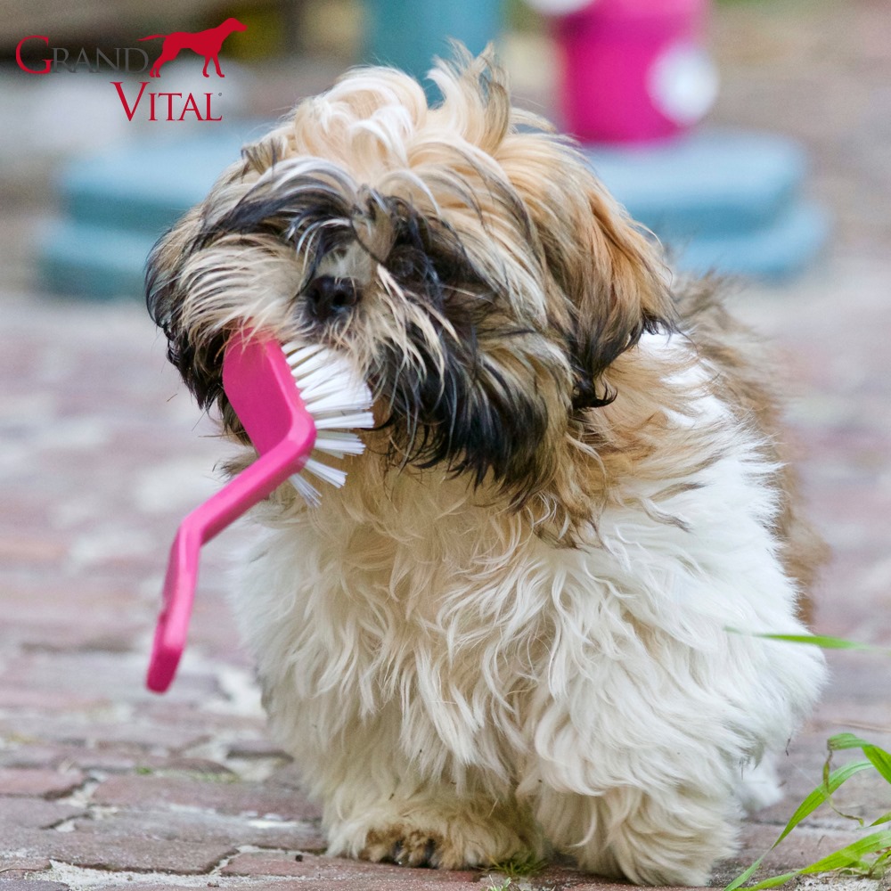 Dentální péče aneb jak se starat o chrup vašeho psa