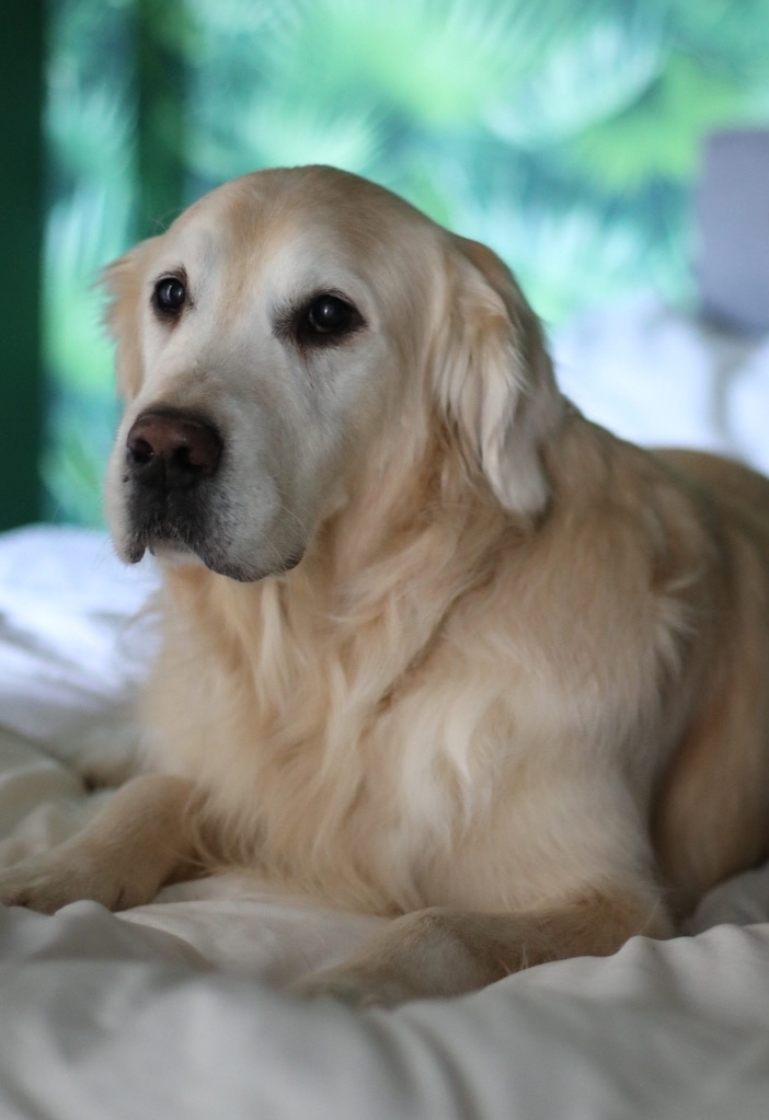 Jak správně česat dlouhosrsté psy