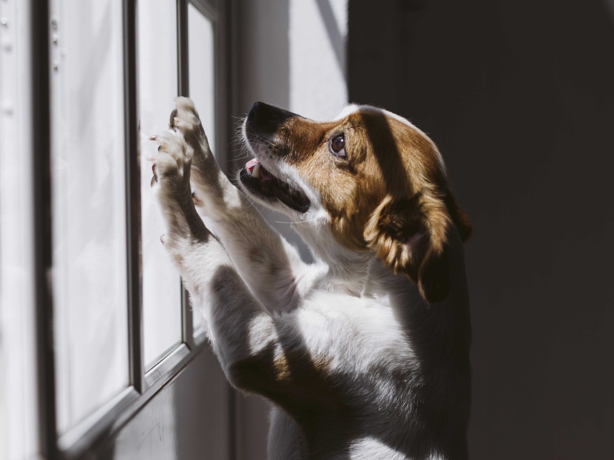 Proč nás pes při návratu vždy láskyplně vítá?