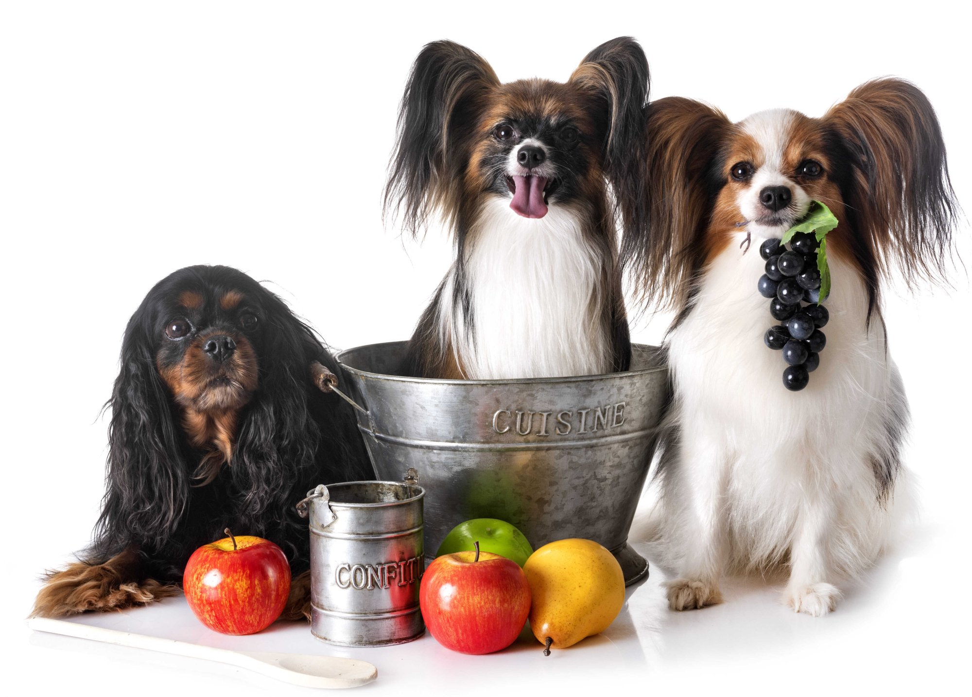 Jak zajistit, aby váš pes dostal potřebné vitamíny: Průvodce pro zdraví vašeho čtyřnohého přítele