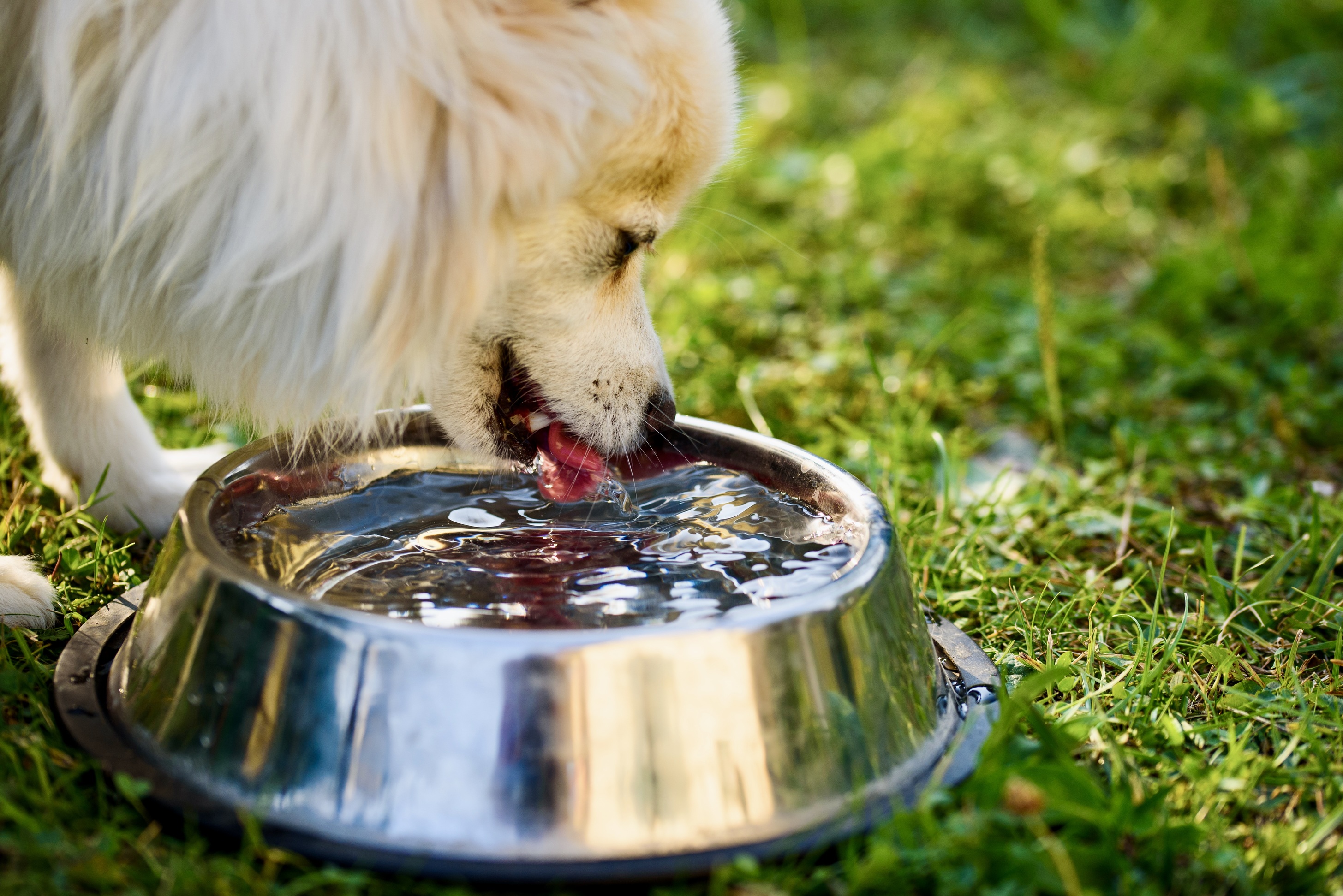 Jak pečovat o psy v horkých dnech