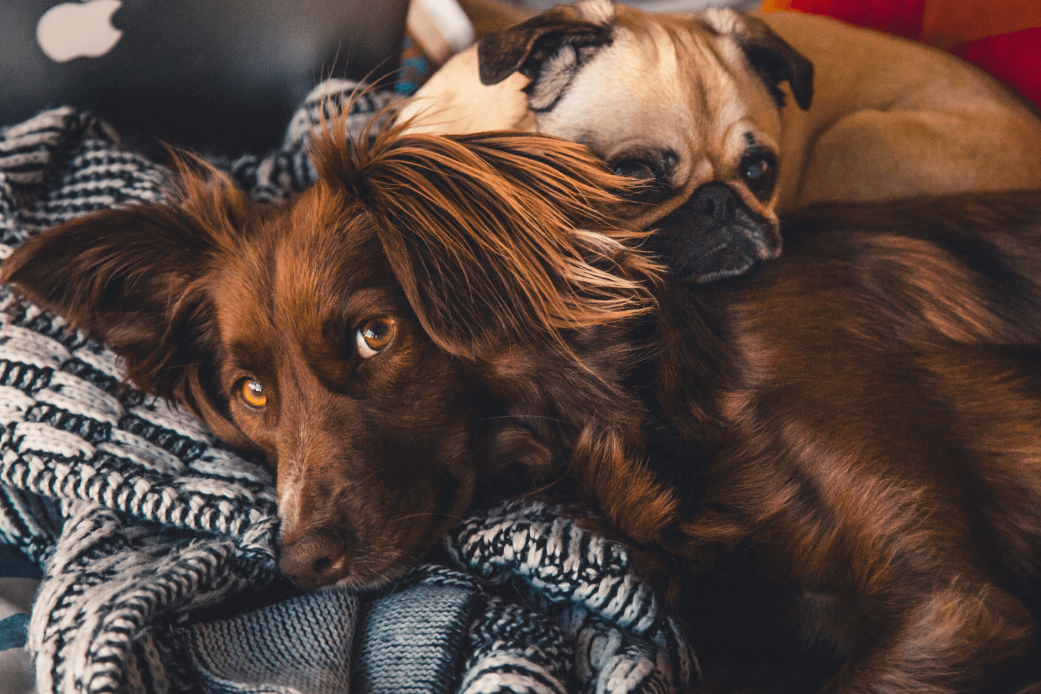 Správné krmení psa