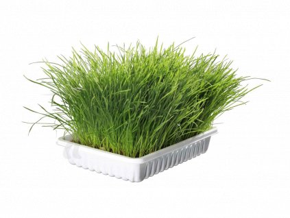 Jemná tráva pro kočku v misce TRIXIE 100 g