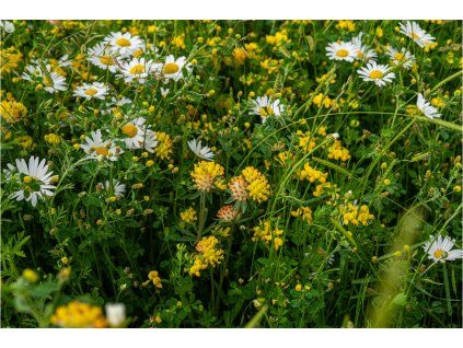 detail jaro 1200x800 (1)