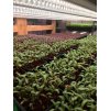 pestovani microgreens osvetleni GROW LED FLEXI cz