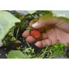jak pestovat jahody v lednu grow led ct