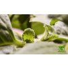 rymovnik Plectranthus argentatus grow led cz