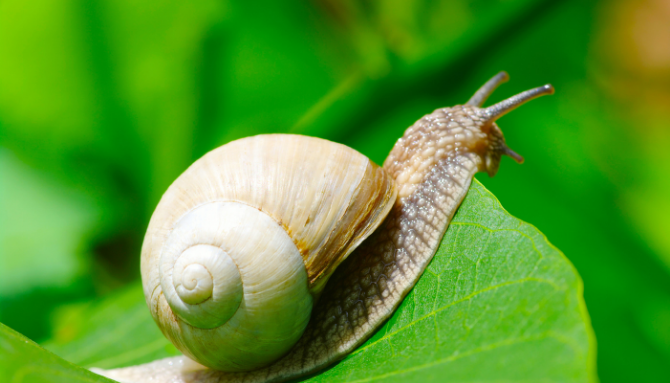 Slimačí sekrét - elixír, ktorý pomáha predchádzať vráskam